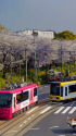 飛鳥山の桜と都電・2
