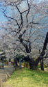 飛鳥山の桜・2