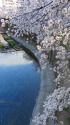 石神井川と桜