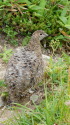弓折岳の雌雷鳥3
