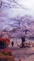 春の飛鳥山公園