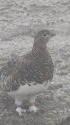 弓折岳の雌雷鳥6