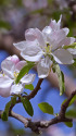りんごの花