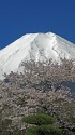 富士桜と富士