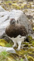 弓折岳の雄雷鳥4