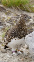 弓折岳の雌雷鳥8