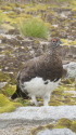 弓折岳の雄雷鳥5