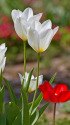 チューリップ