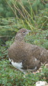 丸山の雄雷鳥2