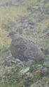 五竜岳の雄雷鳥5