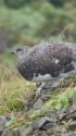 五竜岳の雄雷鳥11