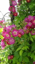 つる薔薇