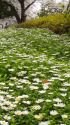 公園の花