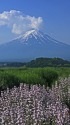 初夏の富士山