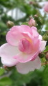 プリティーピンクのバラ