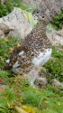 抜戸岳のママ雷鳥