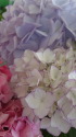 紫陽花