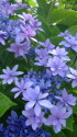紫陽花・ダンスパーティー