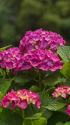 紫陽花
