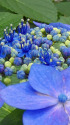 紫陽花～2021～4
