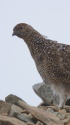布引山のチビ雷鳥