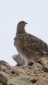 布引山のチビ雷鳥2