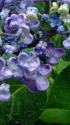 紫陽花.ポップコーン