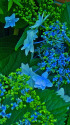 紫陽花～2021～5