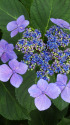 紫陽花～2021～7