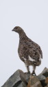 布引山のママ雷鳥