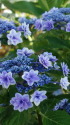 額紫陽花