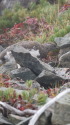爺ヶ岳の雄雷鳥4