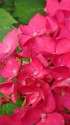 紫陽花～2021～11