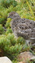 布引山のチビ雷鳥3