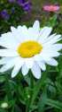 フランス菊