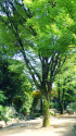 公園の樹