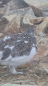 小蓮華山のチビ雷鳥3