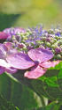 紫陽花