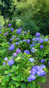 紫陽花～2021～16