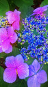 紫陽花～2021～17