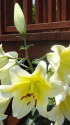 百合の花