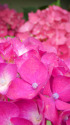 紫陽花～2021～18