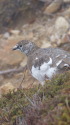 八方尾根の雄雷鳥