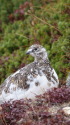 八方尾根のチビ雷鳥