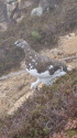 八方尾根の雄雷鳥2