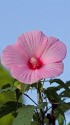芙蓉