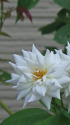 夏バラ