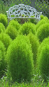 コキア