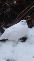 燕岳の雌雷鳥9