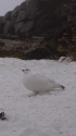 燕岳の白雷鳥